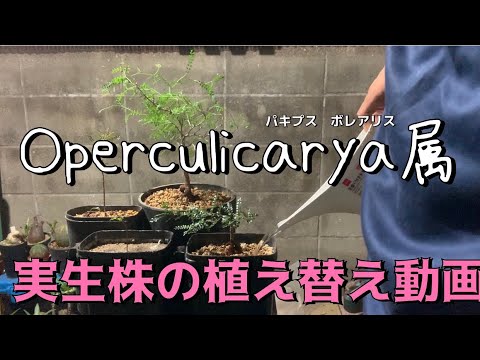 IUCN分類における絶滅の危険性を示す図。