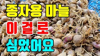 홍산마늘 종자용으로 이걸 심었어요