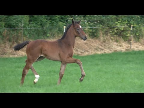 *2021 Hengst von Total McLaren - Samarant