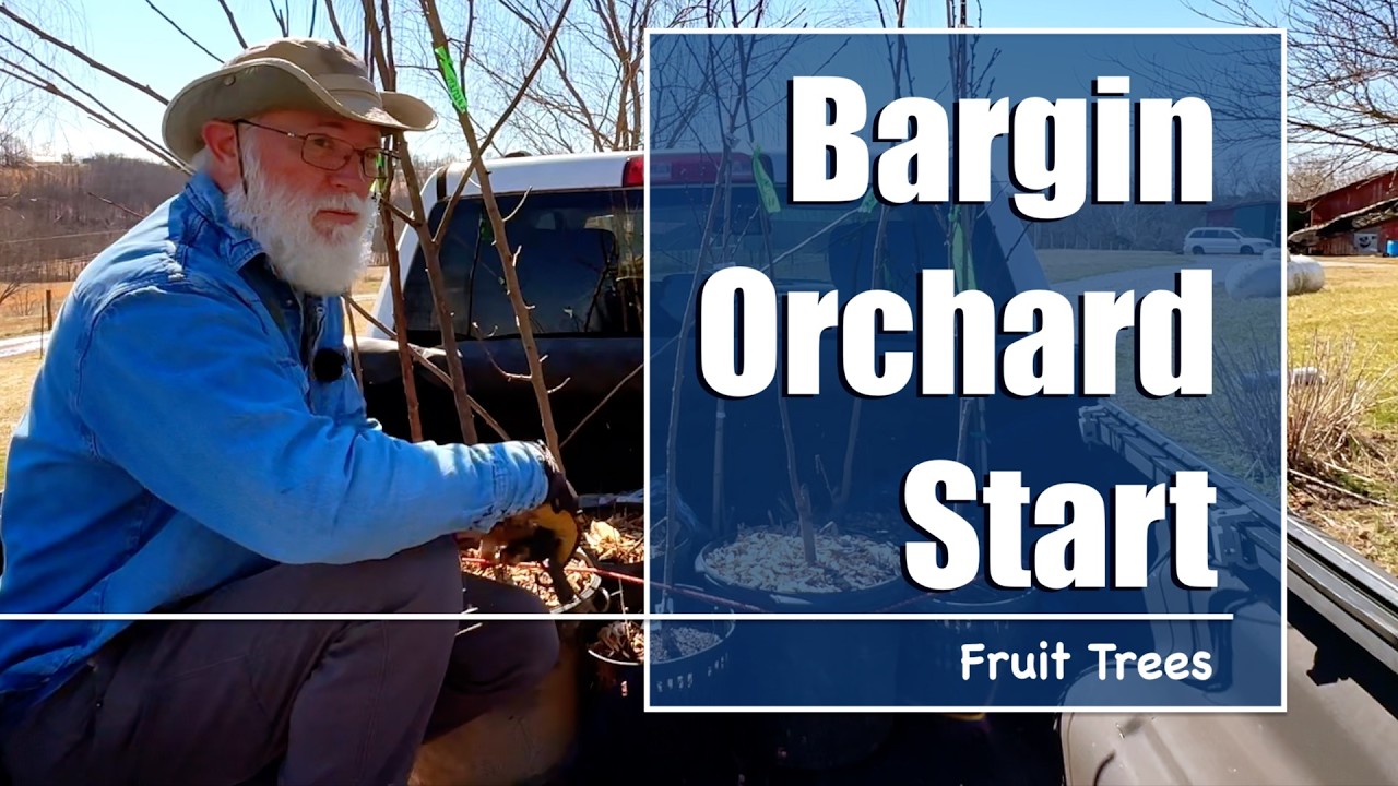 How to Start an Orchard on a Budget