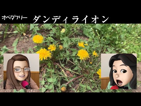 園芸 タンポポ、ライオンの歯