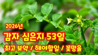 감자 심은지 53일 꽃망울이 맺히고 빠른 감자는 꽃이 피기 직전 해야할일 생육상태 충북 괴산군민 유튜브 크리…