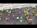 Garden Updates June 6 Side Garden Part Shade All Orga