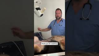 Dog Pregnancy Check at 30 Days with Ultrasound by Marc Smith, DVM, MS