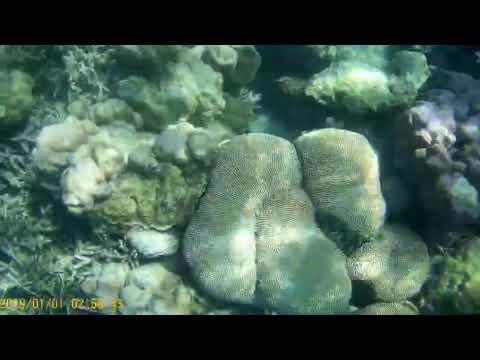 Elephant Beach, Havelock Island (Andaman & Nicobar)-Snorkeling 🤿, 25th' Jan, 2026
