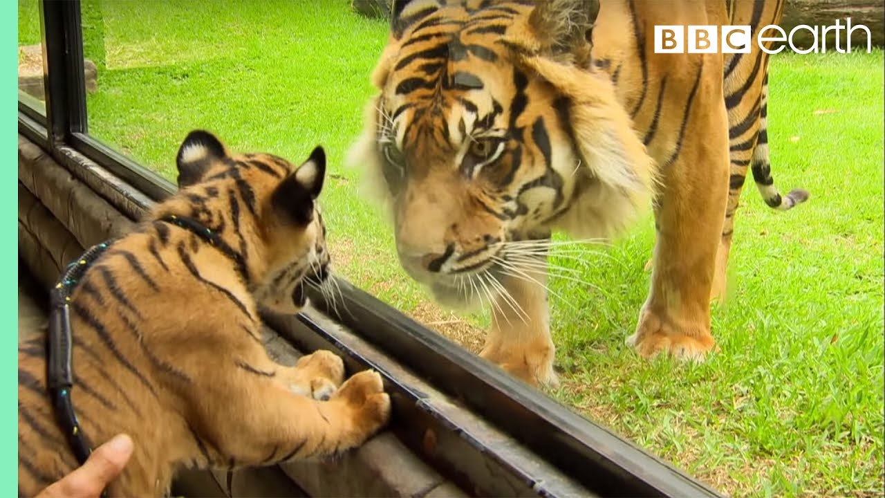 Cubs Meet Adult Tiger for the First Time | Tigers About The House | BBC Earth