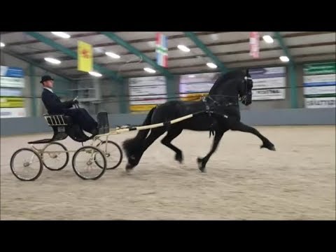Stallionshow Harich part 1 of 2 Friesian Horses