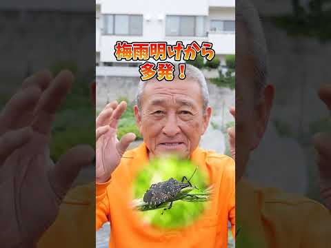 庭の害虫：プラムの虫と戦うにはどうすればよいですか？  庭園