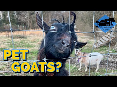 Goats as Pets?? // Watch BEFORE you Buy a Pet Goat
