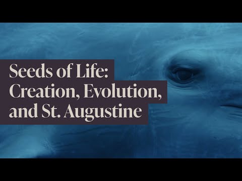 Wonder: Seeds of Life