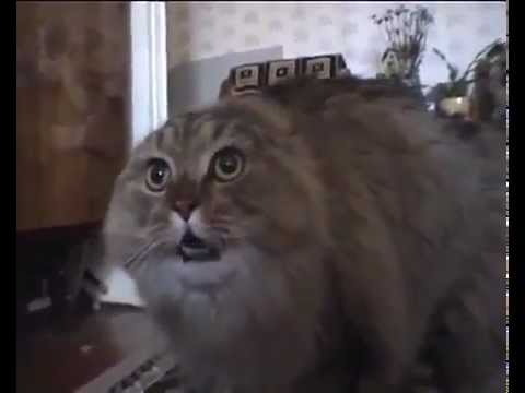 LisaLanfranconi’s Video 70362054869 _Uc-C4EuHLc