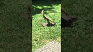 Eastern Grey Squirrel uses tail to swat other squirrel