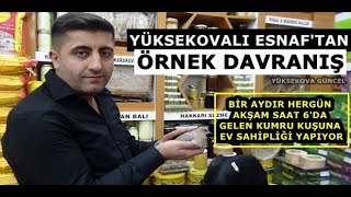 Yüksekovalı Esnaf Bir Aydır Hergün Akşam Saat 6'da Gelen Kumru Kuşu’na Ev Sahipliği Yapıyor