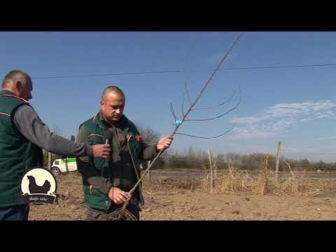 MOJE SELO: Izbegnite greške pri sadnji voćaka