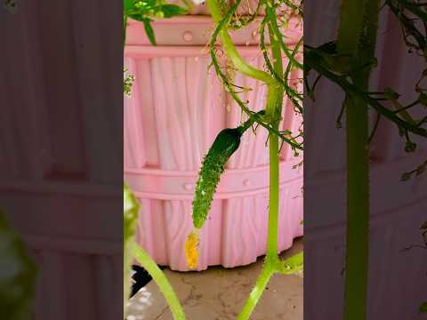 , title : 'growing cucumbers on the balcony #plants #cucumber'