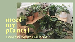 my plant collection! 🌿 and lessons i've learned