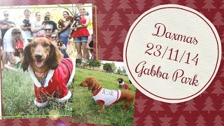 Brisbane Dachshund Christmas Party!