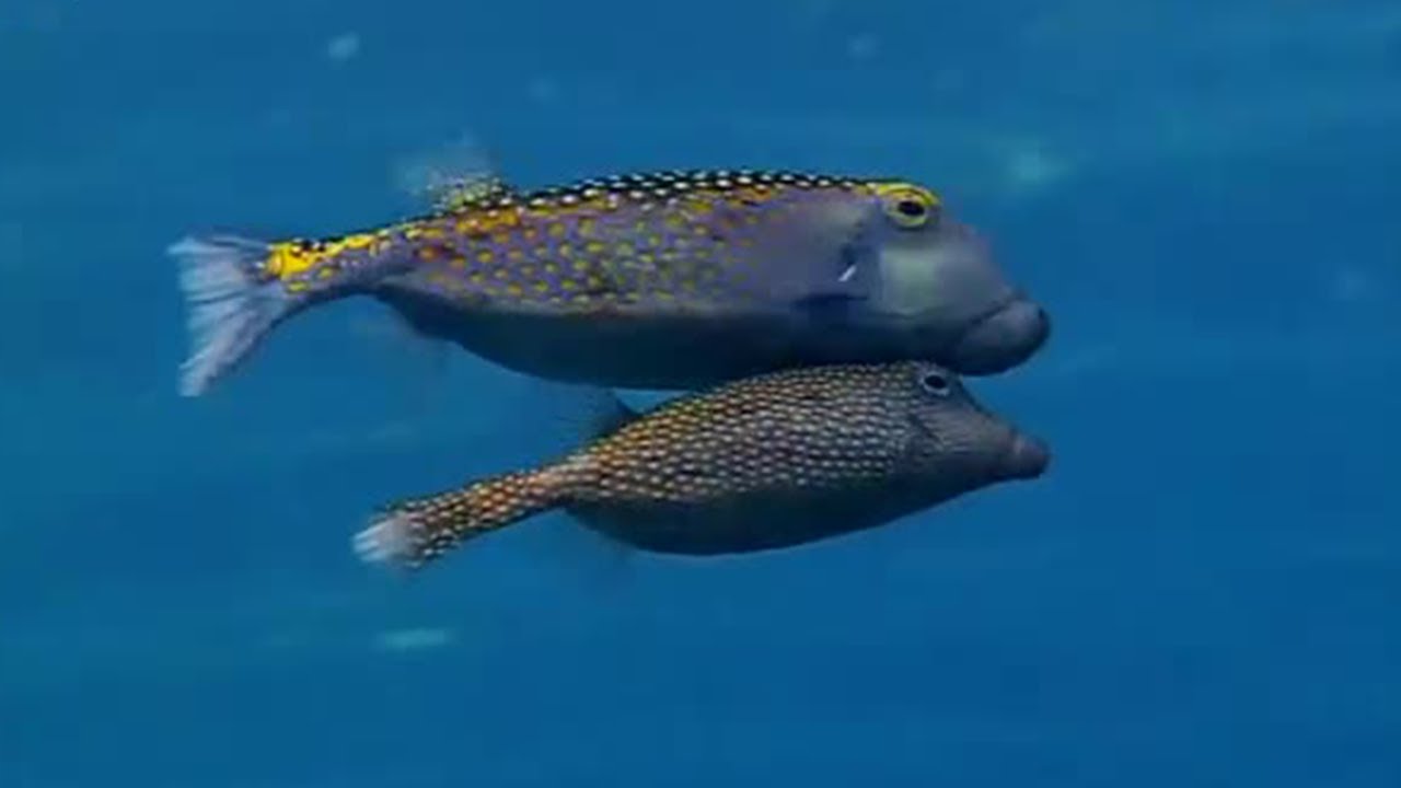 Weird mating rituals | Battle of the Sexes | BBC