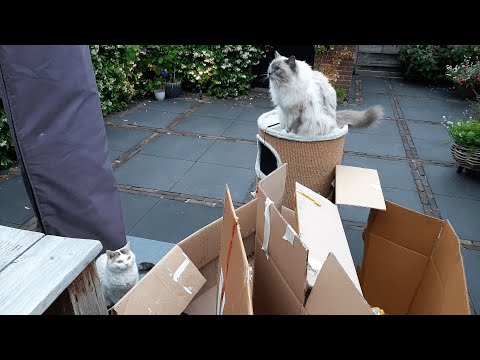 Keeping my Indoor Cats Busy | From Lazy Cats to Active Cats