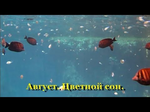 Цветной сон