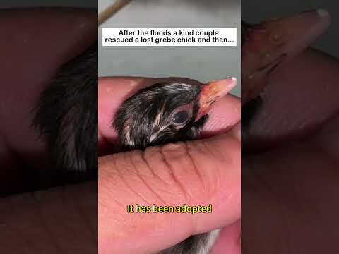 Rescued a grebe chick  #wildliferescue #lovestory #animals #birds #grebe # #cute #rescue #love