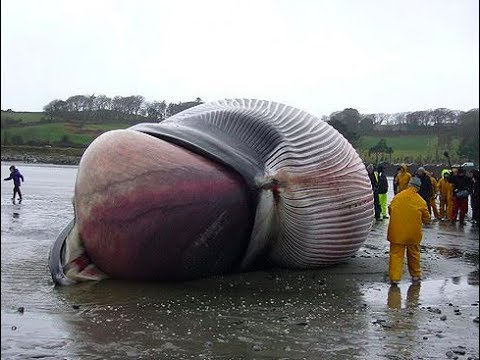 世界最大の動物トップ10 - ダイオウイカ