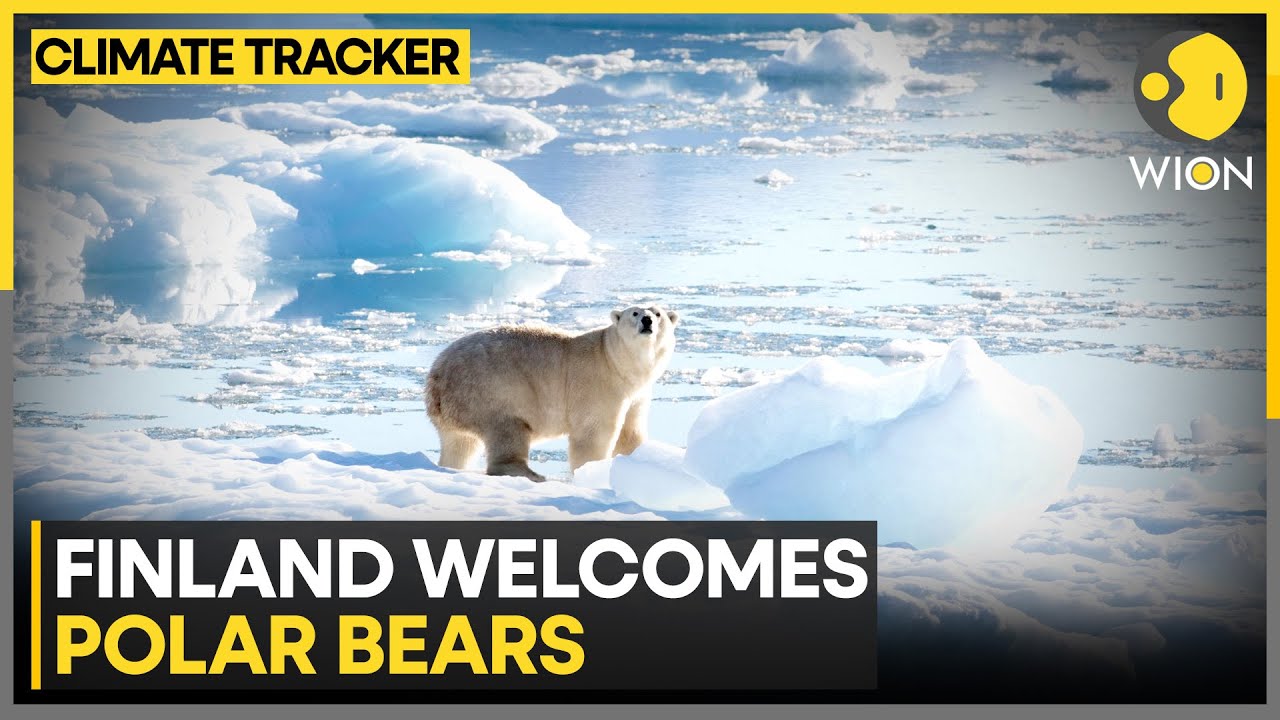 Finland Leads Conservation Efforts to Preserve Polar Bear Population | WION Climate Tracker