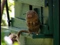 Releasing the Marmosets | The Zoo Keepers | BBC Earth