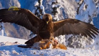 The Best of Eagle Attacks Ever Caught On Camera