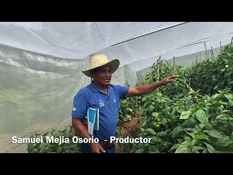 La producción de chile en Marcala 