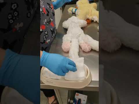 Patient Prep: Clipping for Spays & Neuters