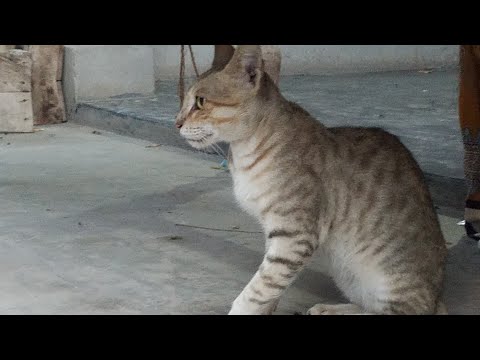 Baby Cats video @Osama TV series 49