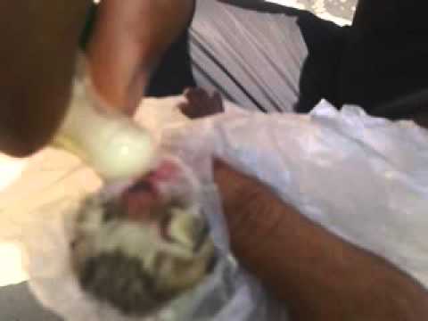 monu and vinay saving cat