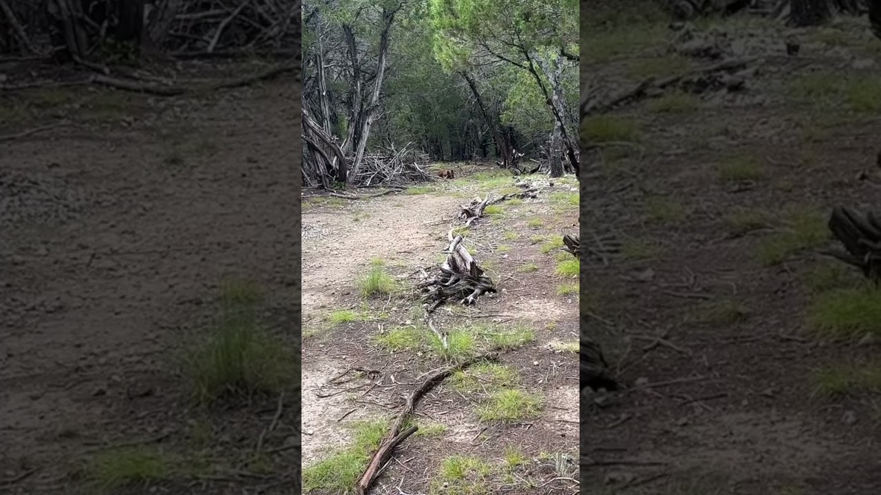 Belgian Malinois responds to commands from Radio 