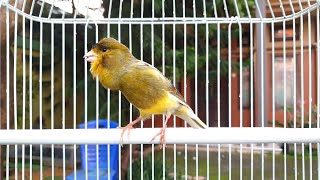 Download lagu Variasi tembakan kenari ini COCOK untuk masteran kenari dan murai batu mp3