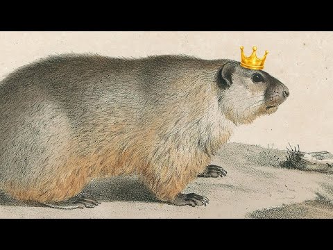 You can help crown America's fattest marmot