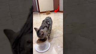 Dying Cat’s Reaction Shocked Everyone In The Room.!
