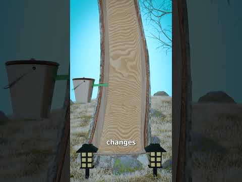 How Maple Sap Becomes Syrup 🤔