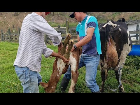 , title : 'LUCHANDO CON UN TERNERO QUE NO QUIERE MAMAR ¿QUE HACER?'