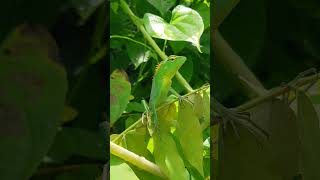 Green lizard #lizard  #4k #googlepixel #4kvideo