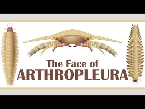The Face of Arthropleura