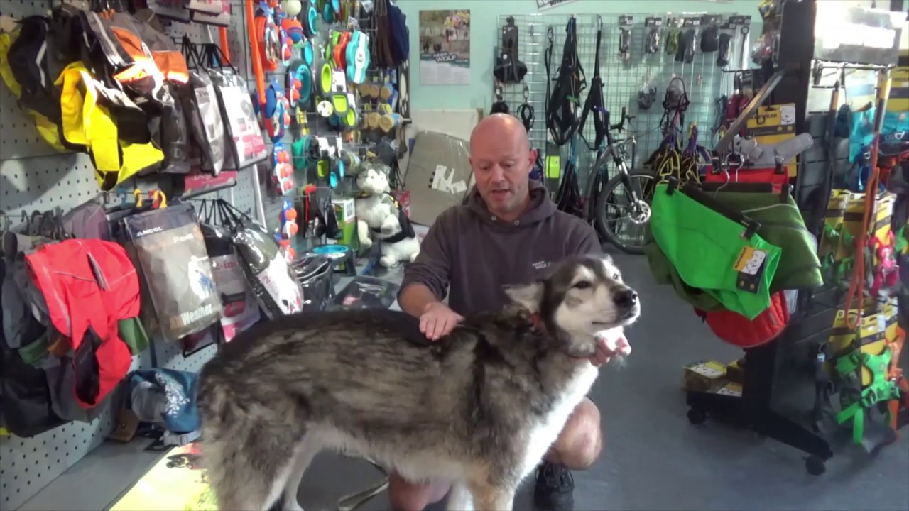 Watch video How To Correctly Measure To Fit A Dog Coat Now How To Correctly Measure To Fit A Dog Coat