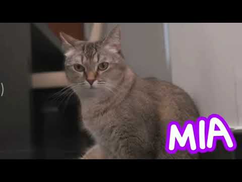 cat who wants to break through a wall of plastic