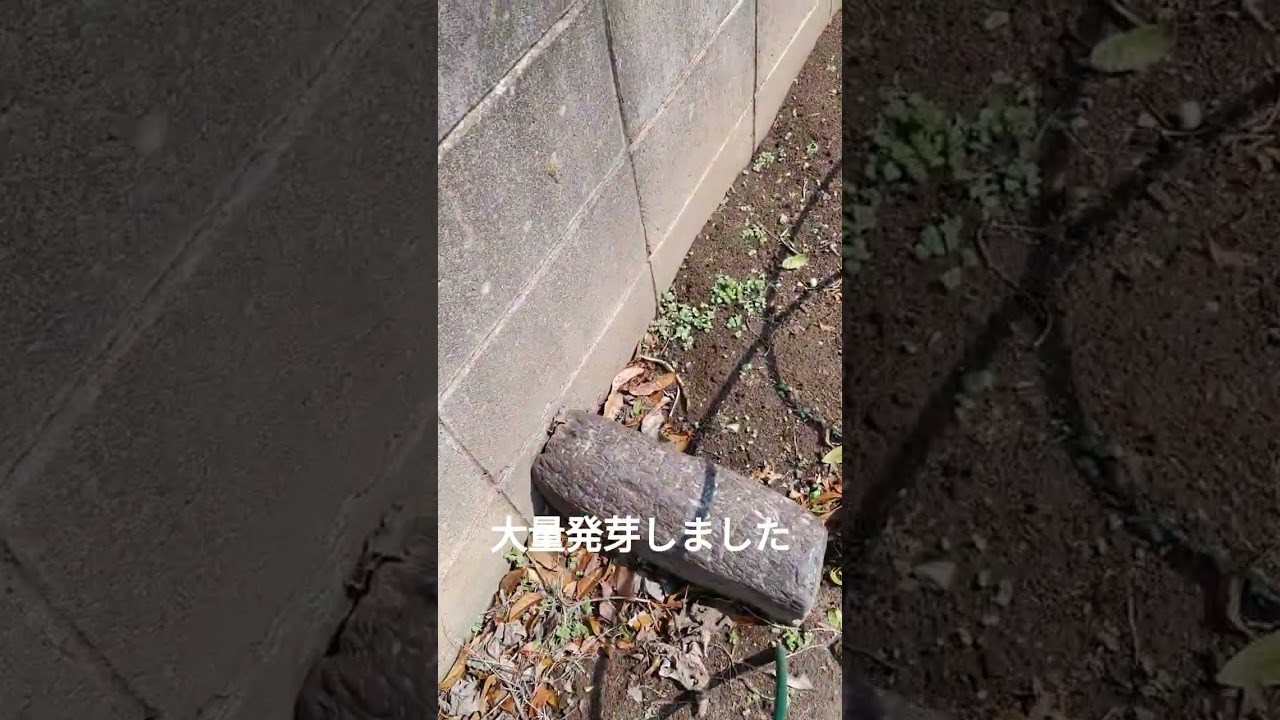 家庭菜園で青しそr8/4/3