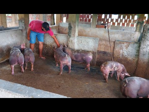 , title : 'Criação de Porcos Suínos do Luiz Neto 🐖🐷🏜⏳🙏'