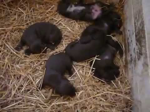 Jessy a štěňata - 18 den (vrh M)