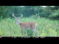Double Throat Patch Buck