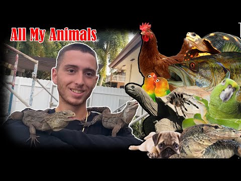 All My Animals - Giant Tortoises, Snakes, Tarantulas, and much more