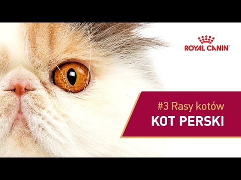 #3 Rasy kotów - Kot perski || ROYAL CANIN Video