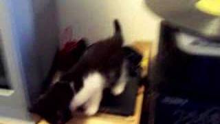 Madam Fanny learns to DJ...